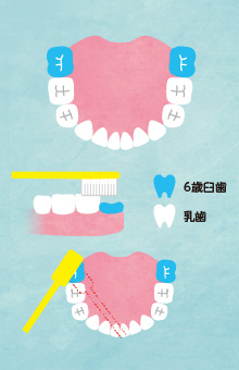 よく聞く「6歳臼歯」って何ですか？